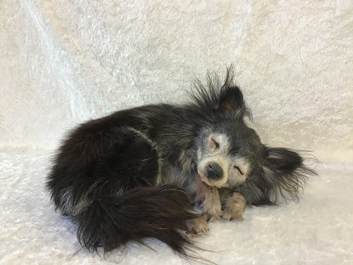 Udstoppet chihuahua