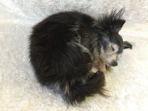Udstoppet chihuahua