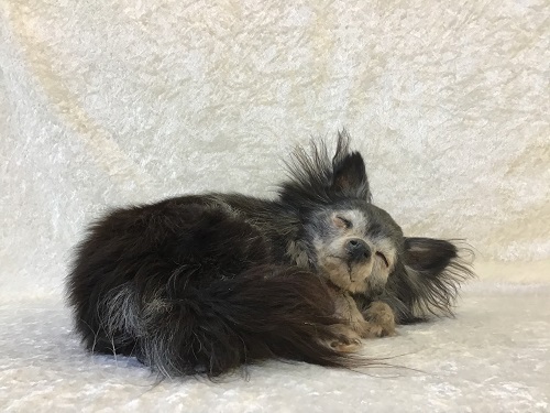 Udstopning af chihuahua