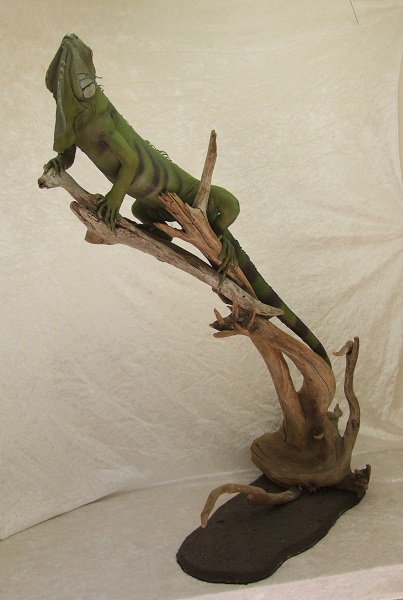 leguan