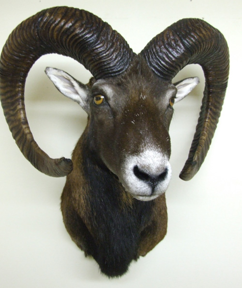 Hovedmonteret muflon