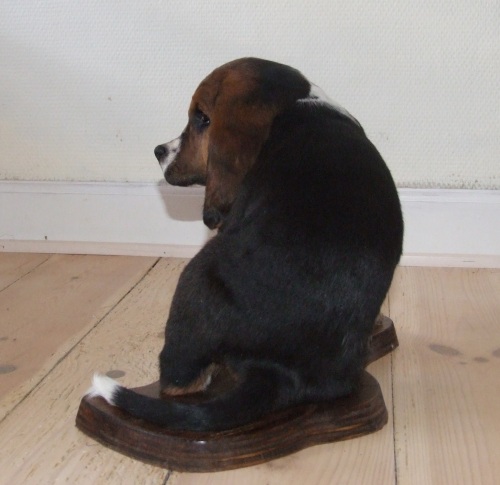 Udstopning af basset