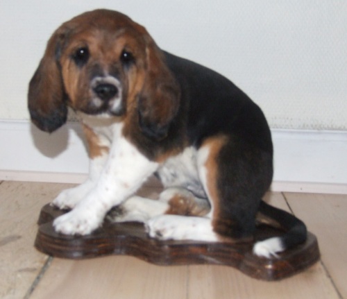 Udstopning af basset